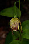 Kentuckey lady's slipper